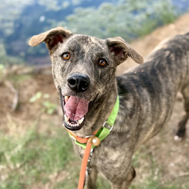 Photo of BUDDY