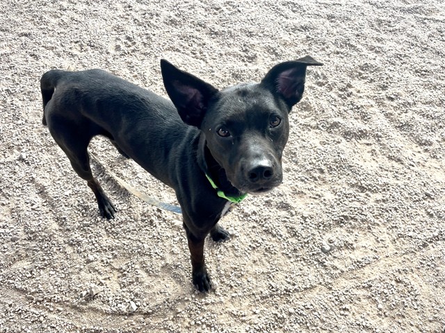 Photo of ROLLI
