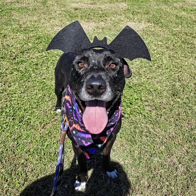 Photo of MAPLE JACK